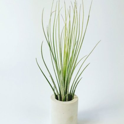 Airplant – Tillandsia Juncea in betonnen potje