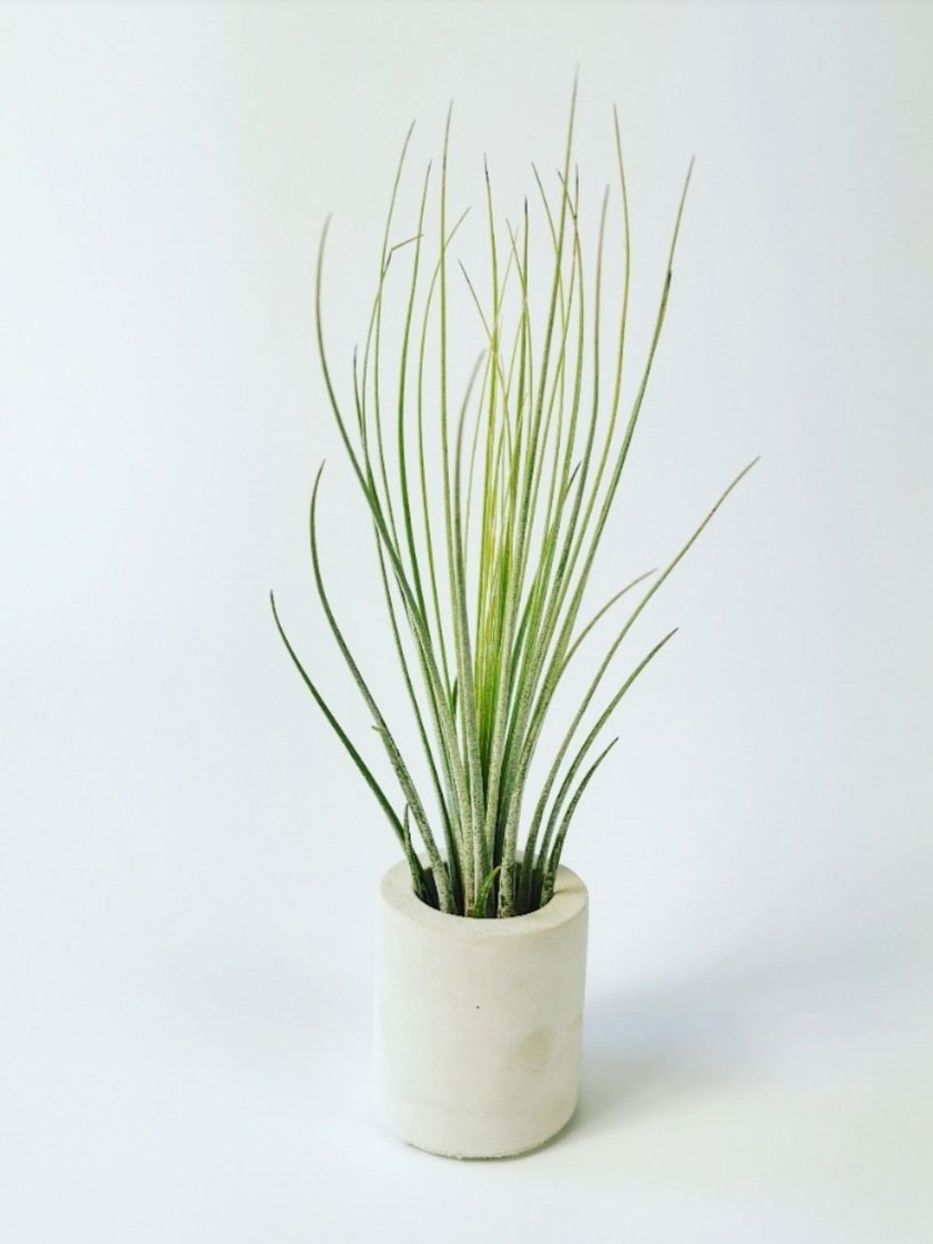 Airplant – Tillandsia Juncea in betonnen potje