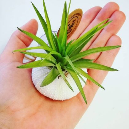 Airplant – Tillandsia Multiflora met zuignap – Wit