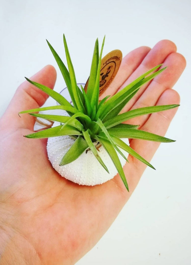 Airplant – Tillandsia Multiflora met zuignap – Wit