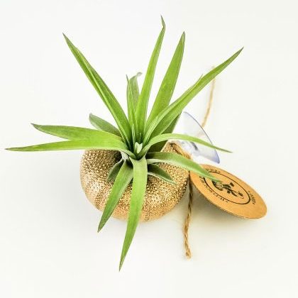Airplant – Tillandsia Multiflora met zuignap – Goud