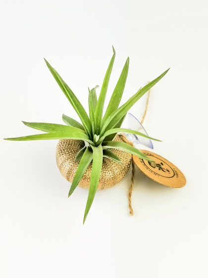 Airplant – Tillandsia Multiflora met zuignap – Goud